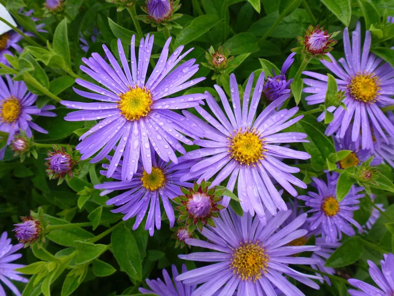 The Aster Breakthrough: What It Is and Why It Changes Everything